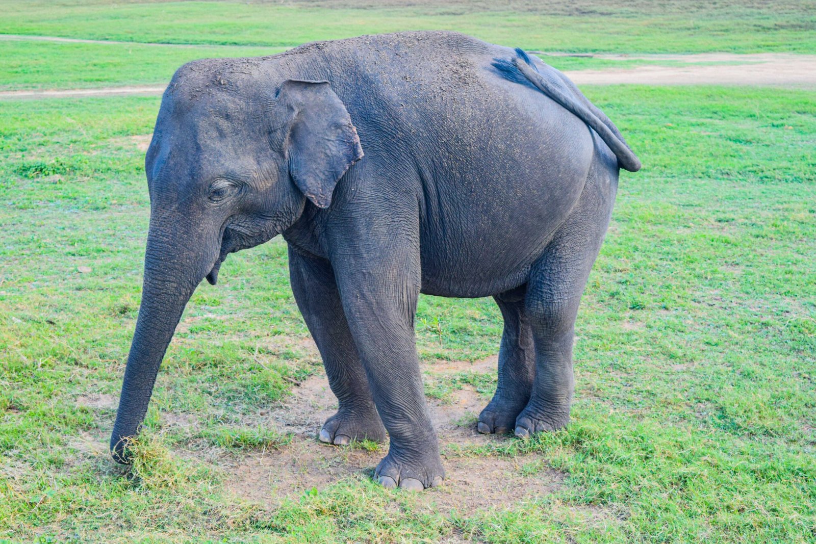 Minneriya Elephant Gathering