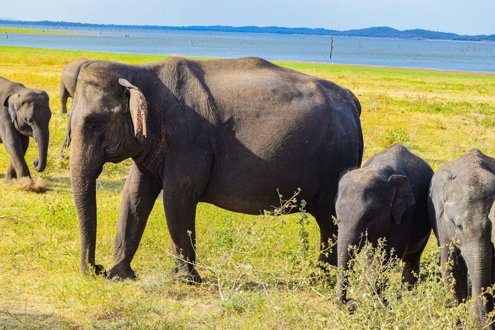 MINNERIYA NATIONAL PARK