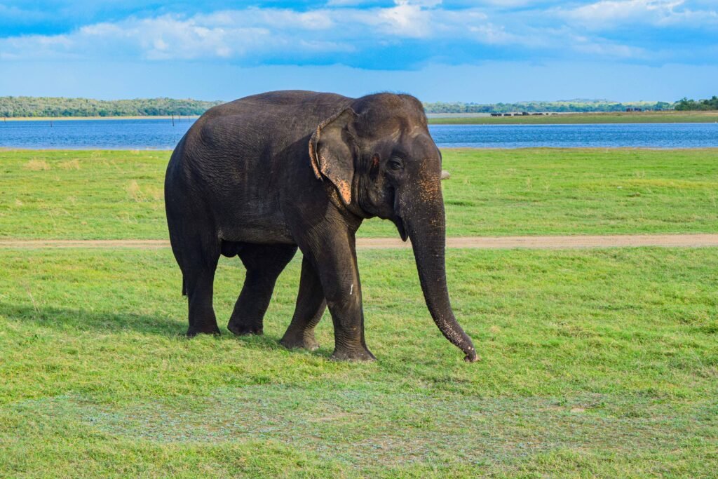 Minneriya Elephant Gathering