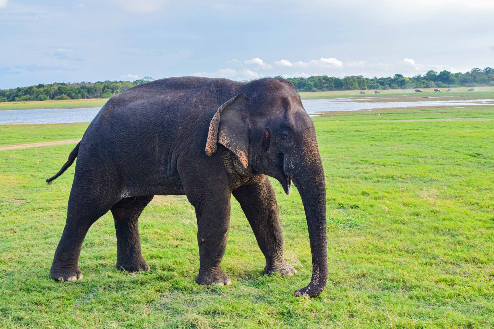 MINNERIYA NATIONAL PARK