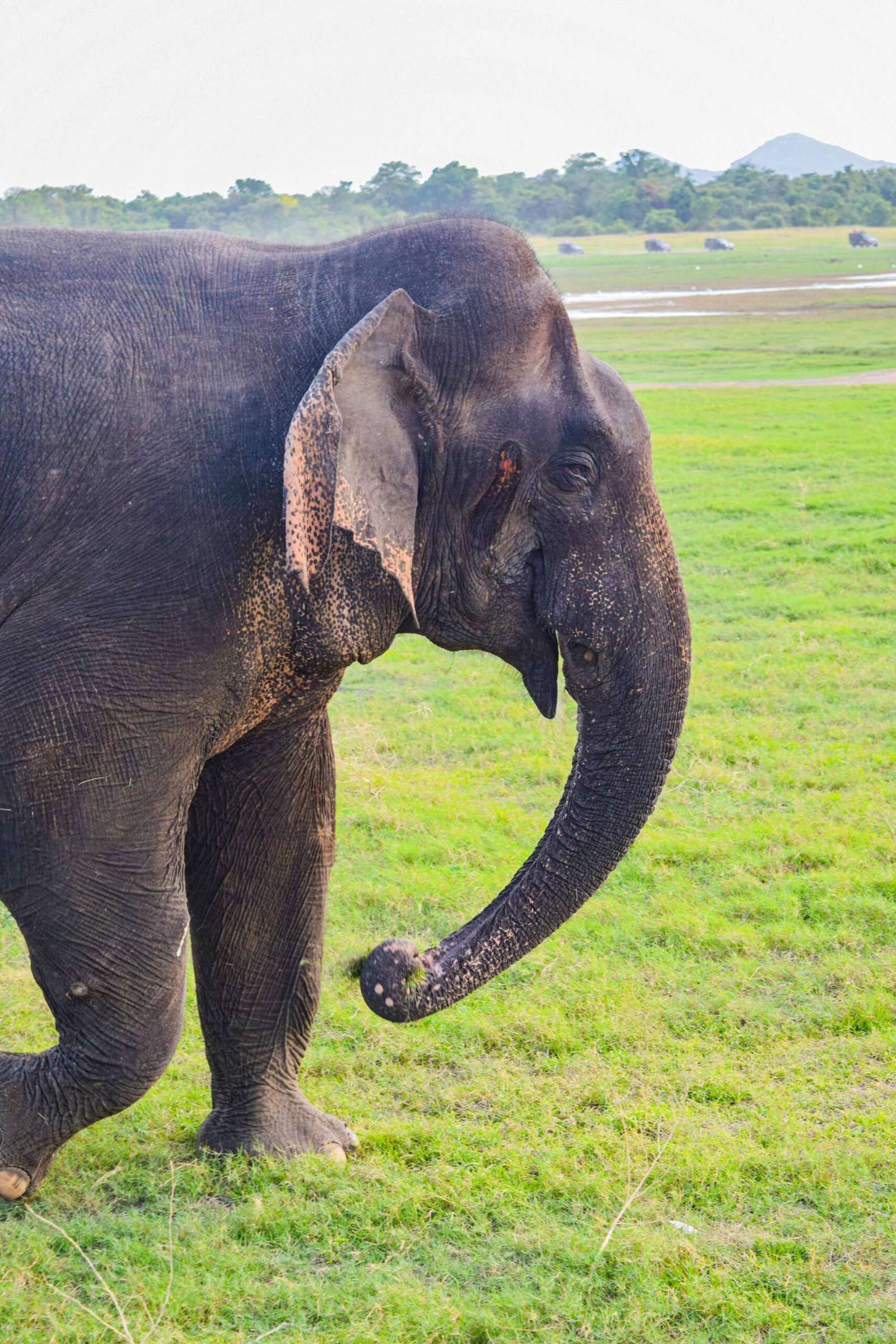MINNERIYA NATIONAL PARK