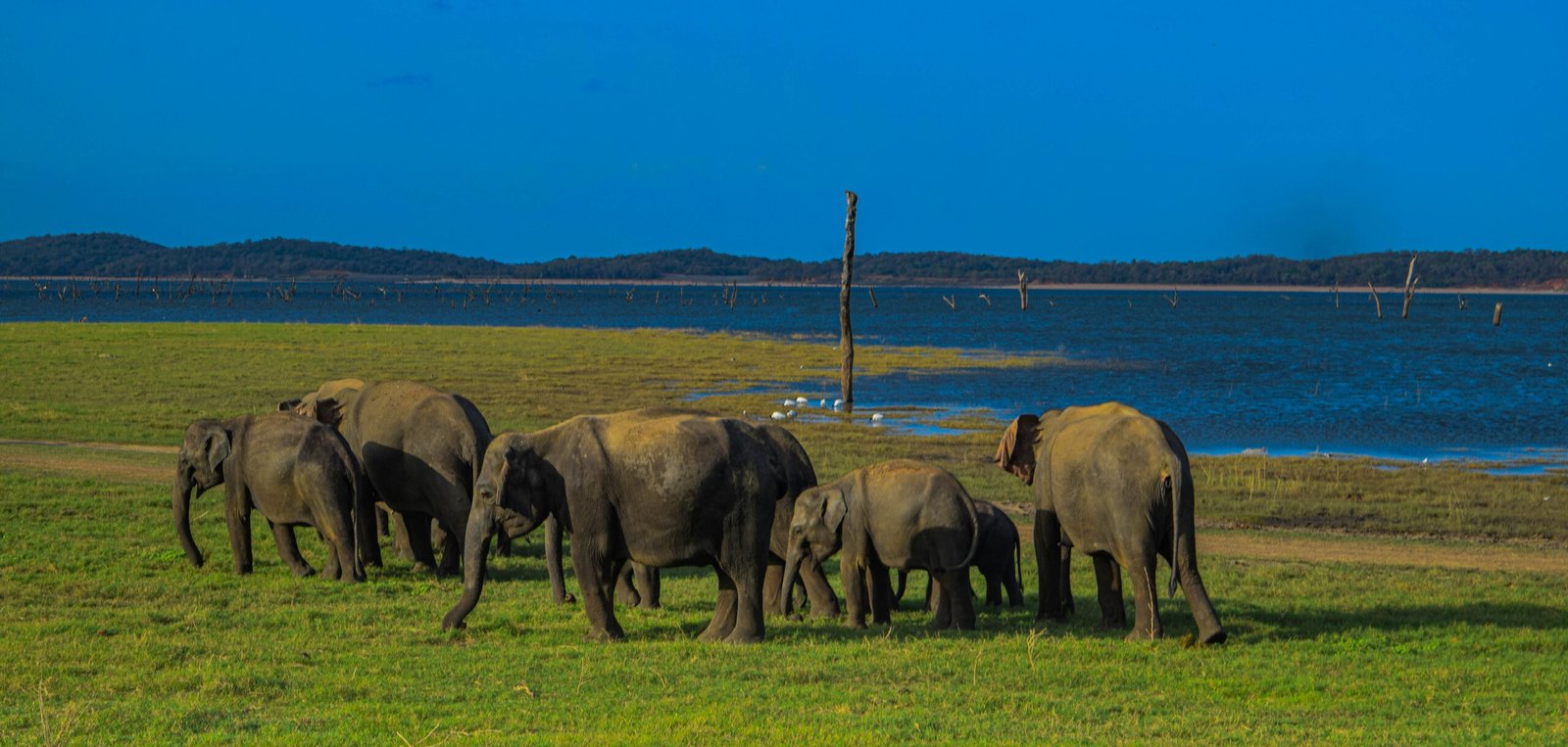 MINNERIYA NATIONAL PARK