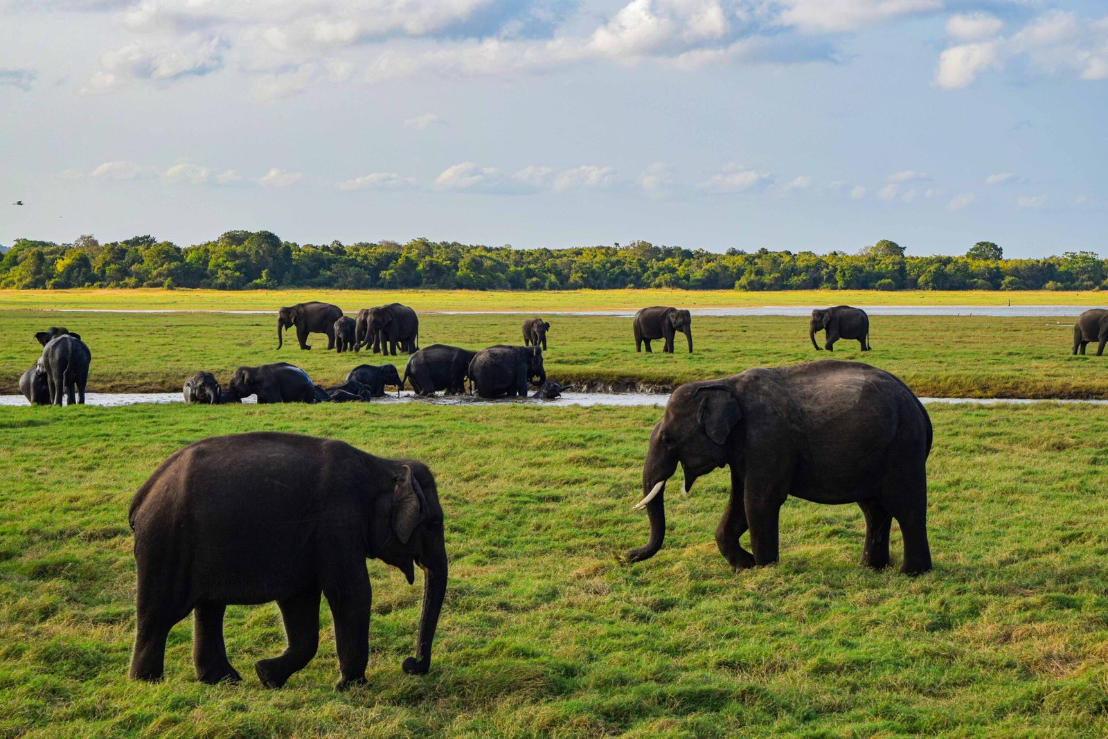 Minneriya Elephant Gathering