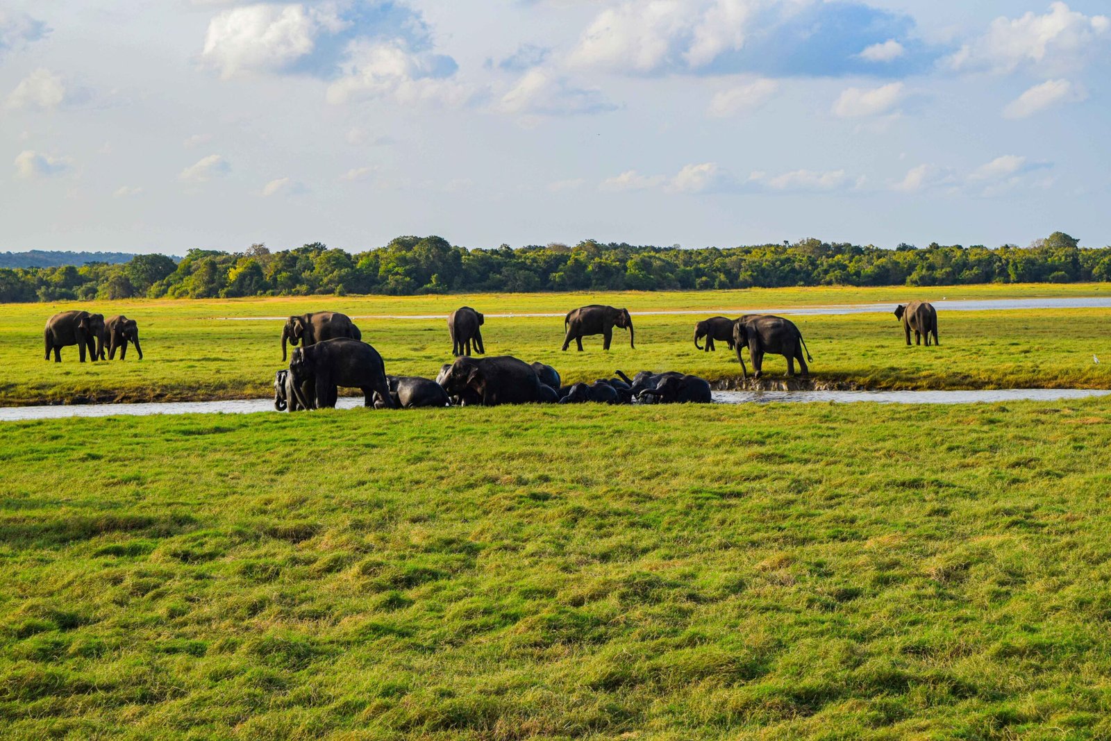 Minneriya Elephant Gathering