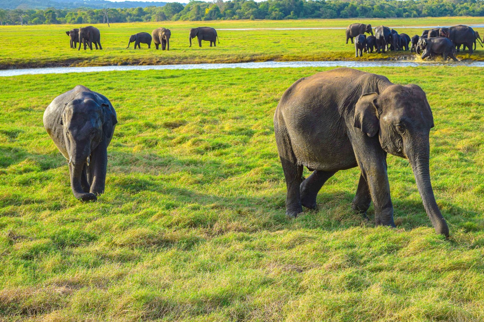 Minneriya Elephant Gathering