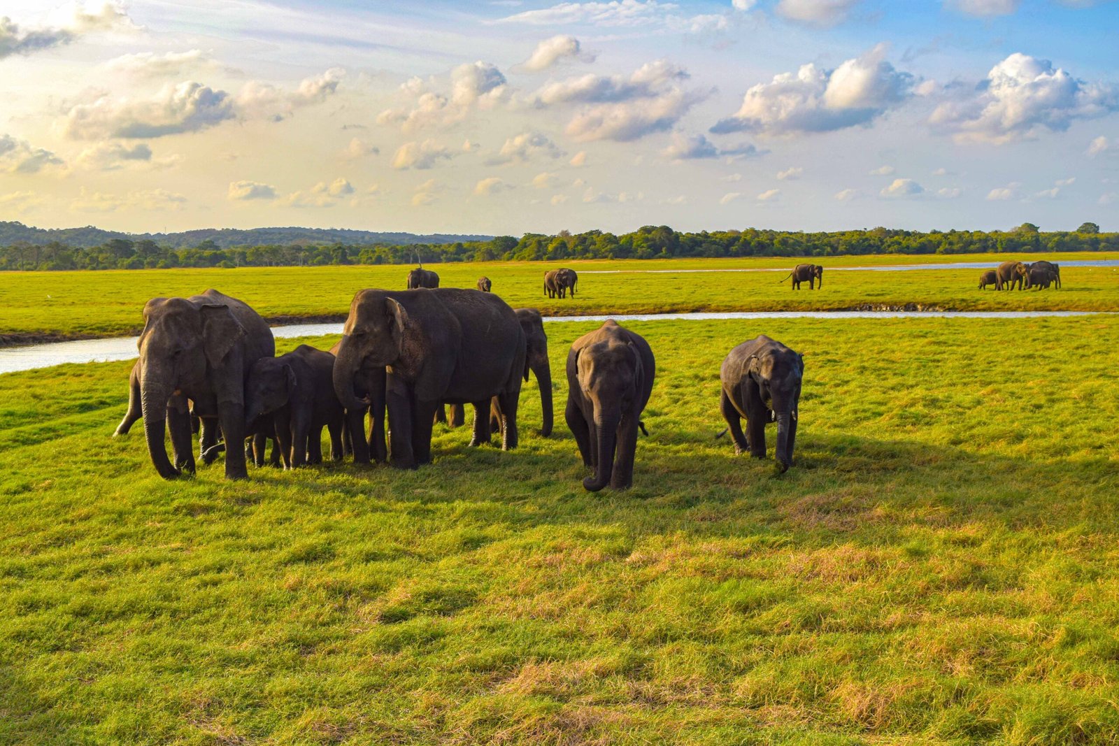 Minneriya Elephant Gathering