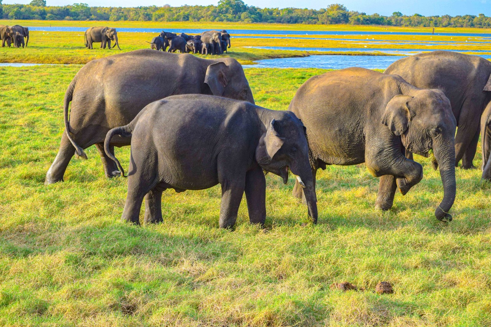 Minneriya Elephant Gathering