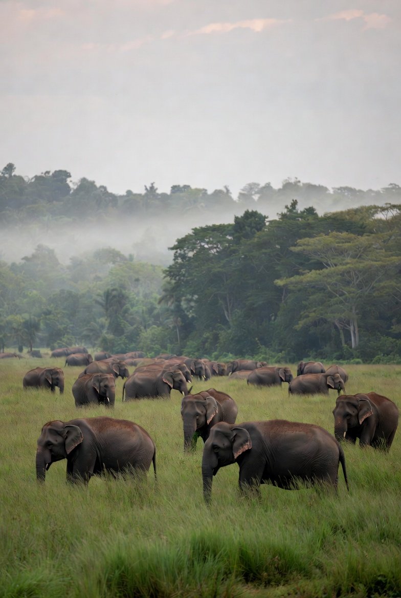 Minneriya Elephant Gathering